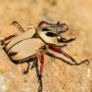 산곡초등학교 이미지