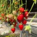 호포농장 | 2024.3.23 양산 산들 딸기따기 체험, 양산 해월당 카페 / 부산 근교 딸기따기 체험 / 부산 시식가능한...