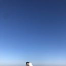 위미동백군락 이미지