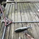 수진좌대 이미지