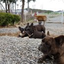 라온제나 이미지