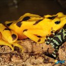 황금개구리 이미지