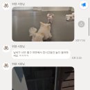 뛰댕길겨 미용할겨 이미지