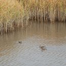 순천만 갈대밭 이미지