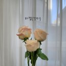 블라썸플라워