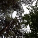 재일농장 Daum카페