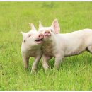 예쁜돼지 이미지