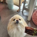 반려반상 이미지