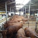 대풍한우농장 이미지