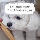 이로운덴탈 | 강아지 저알러지 건강간식 로렌츠 못난이 과일껌 솔직 후기