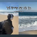 예닮아트 | 강릉 1박2일 여자 혼여행 코스ㅣ둘째 날 (안목해변, 툇마루, 카페 평탄, 중앙시장)