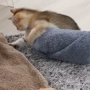 나나냥냥 이미지
