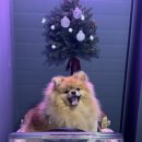 멍스 크로스 이미지