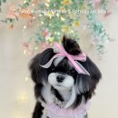 태원켄넬 이미지