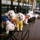 페츠하임 이미지