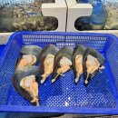 송도 조개구이 맛집 다녀왔어요 | 센트럴파크역맛집 조개창고 솔직 후기 — 송도모임장소로 딱인데...