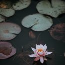 대곡신당 이미지