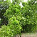 대추나무 이미지