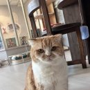 아가마미 고양이카페 | 아가마미 고양이 카페 후기