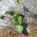 정신농장 이미지