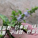 [박하, 인단초] 심한 입 냄새. 잇몸질환 치료 약으로 사용, 치약.사탕.담배.화장품. 온갖 생활용품에 다 들어간다. 이미지