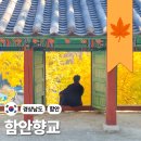 함안버스터미널 | 경남 은행나무 대박인곳 &#39;함안&#39; 이번주 내로 가세요!