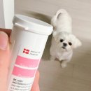 개인생활펫 | 강아지 슬개골 영양제 펫밸런스 조인트밸런스 솔직 후기