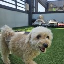 도기야드 이미지