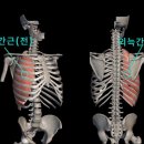 주말출가인체강의 늑간근(2023-02-25) 이미지