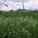 상무지구보행자도로 이미지