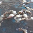 신진도pc 이미지