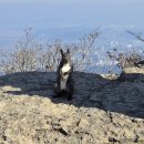 늑대와여우 이미지