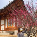[삼성] 봉은사 홍매화 개화 후기 🌸 핑크 팝콘 같은 봄날 기록