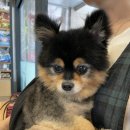 스마트동물병원 성북길음점 이미지