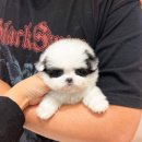 팬더애견샵 이미지