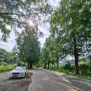 진안 메타세쿼이아길 | 진안군 부귀면 부귀 메타세쿼이아 길