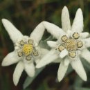 In remembrance of Dr. Schofield with the Edelweiss flower 이미지
