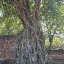 (주) 소모 송탄주유소 | 아유타야 체크아웃 투어 - 아유타야 관광에서 방콕 호텔 샌딩까지 편안하게 돌아다닌 투어