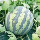 1004농장 이미지