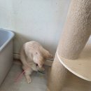 골든캣 골드브숏 골드먼치킨 평택전문점 이미지