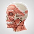 신호드림치과의원 | 얼굴비대칭 교정기, 얼굴비대칭교정기 후기