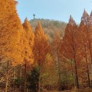 장태산 자연휴양림 메타쉐콰이어숲~~황홀하다 이미지