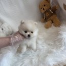 천안 강아지분양 고양이분양 파라다이스펫본점 이미지