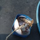 고대도1 이미지