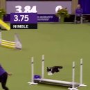 나는댕댕이다 이미지