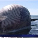 고래문화가 있는날 이미지