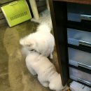 오즈동물병원 이미지