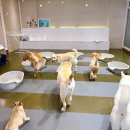 복실애견 이미지