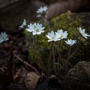 산에는꽃이피네 - 25125 | 산에는꽃이피네