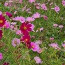 나영철복싱클럽 이미지